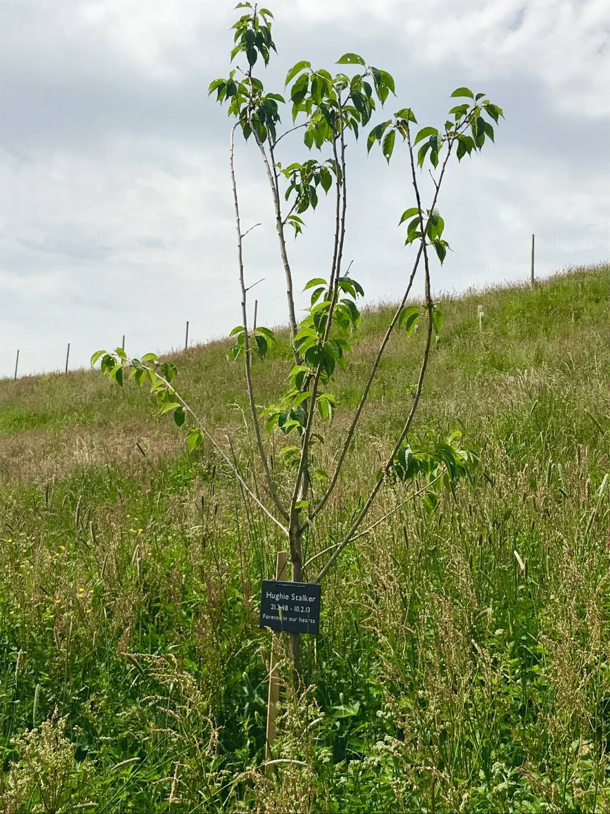 Memorial Tree Natural Burials in Alston, Cumbria